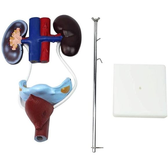 Urogential Device YUANZHOU | Toys | Anatomy Female Urogential System Natural Size Xc332 ...